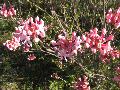  / Rhododendron canescens 